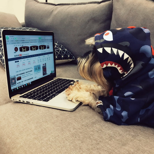 French Bulldog wearing FrenchieLux graphic street sweater